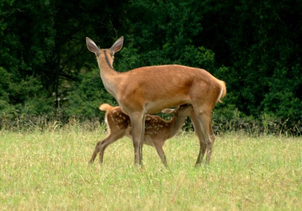 Cerbiatto in allattamento